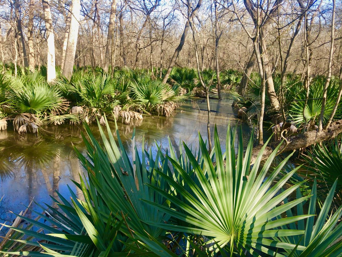 Palmetto State Park A Tiny Trip