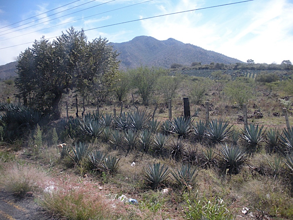 agave fields in tequila mexico