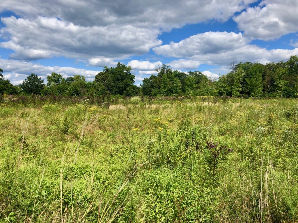 Duke Farms Meadow