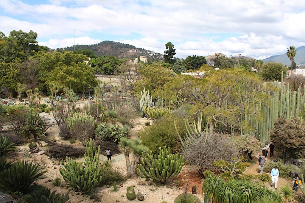 oaxaca botanical garden, an affordable destination