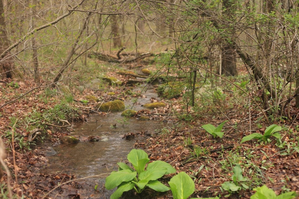 Kakiat Park creek and plants
