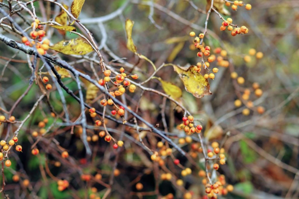 new york fall berries