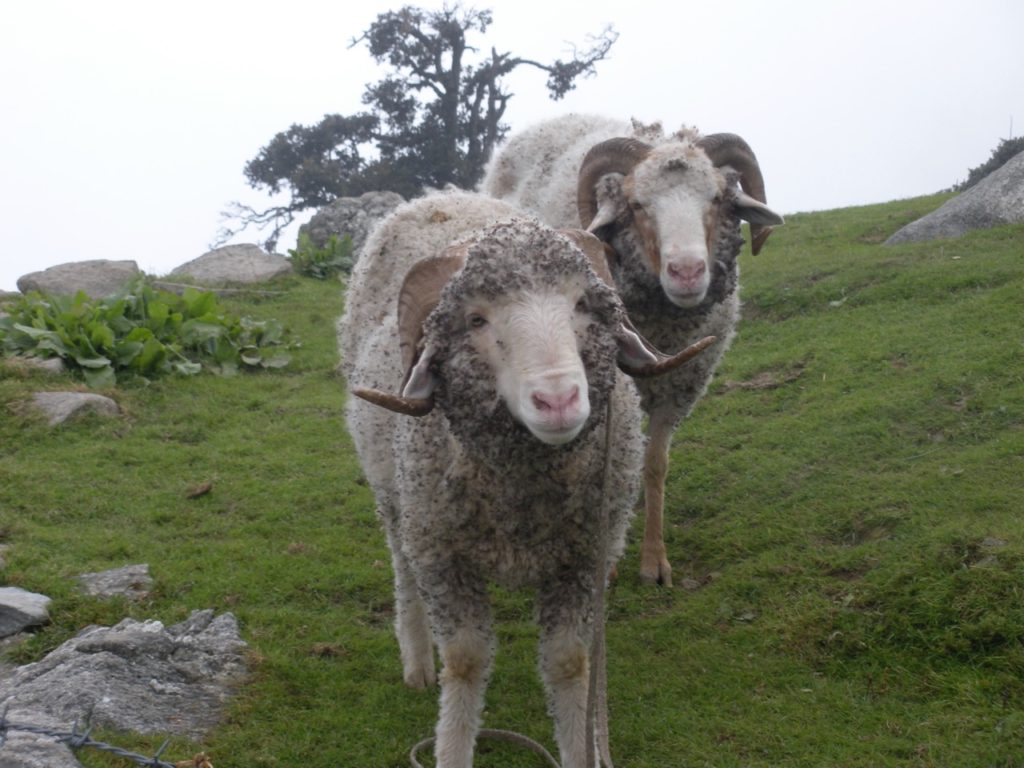 sheep in triund